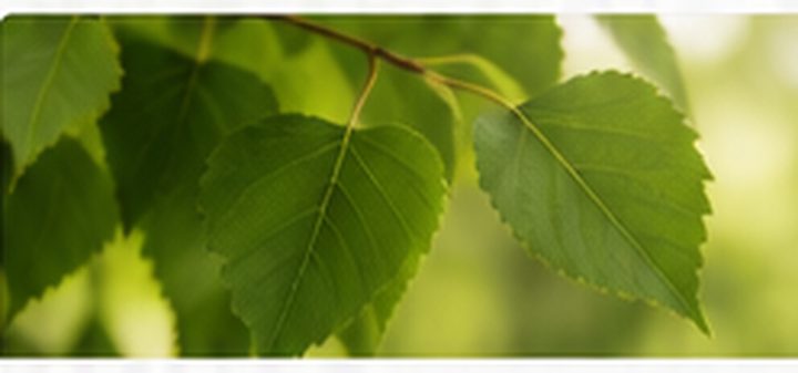 Birch leaf